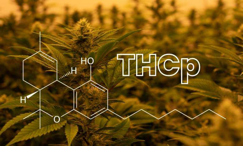 https://www.cannaaidshop.com/wp-content/uploads/2023/07/What-is-THCp-2.jpg