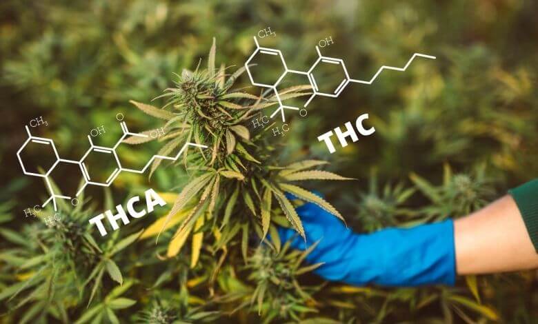THC vs THCa: What is the Difference